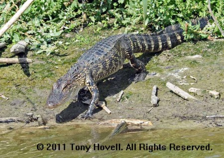 alligator 18.jpg