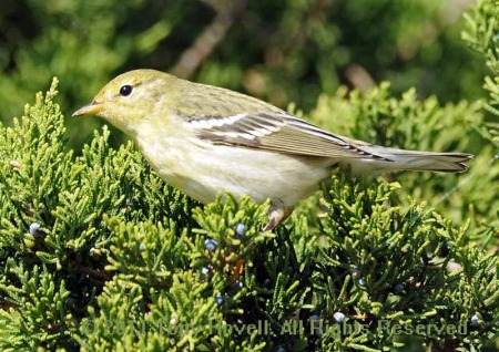 blackpoll warbler 1.jpg
