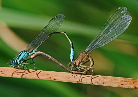 blue tailed dragonfly andf 16.jpg