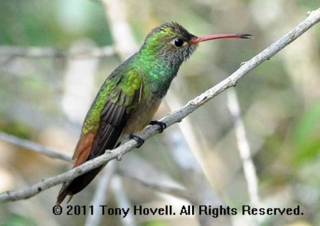 buff bellied hummingbird 2.jpg