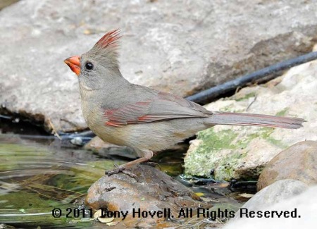 cardinal female 8.jpg