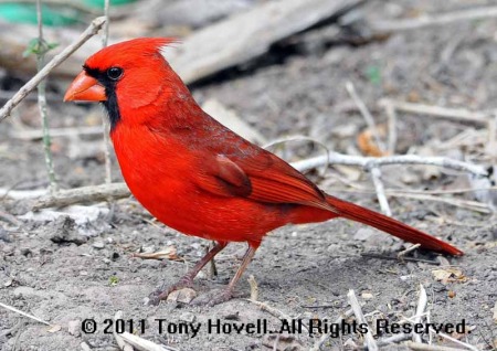 cardinal male 15.jpg