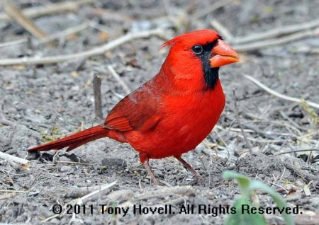 cardinal male 17.jpg