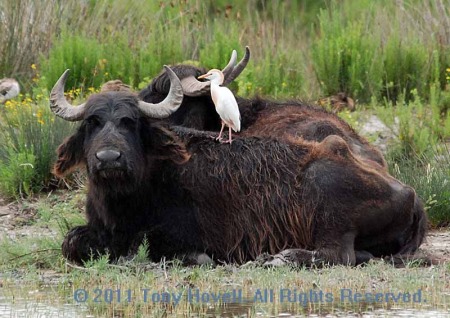 cattle egret and buffalo 2.jpg