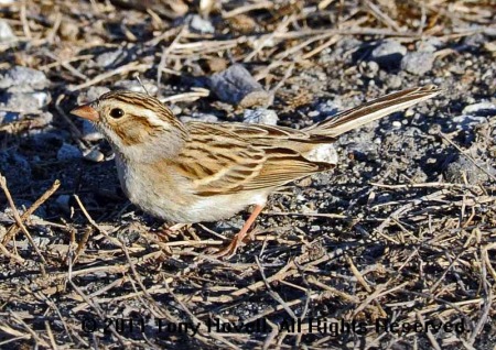 clay coloured sparrow 6.jpg
