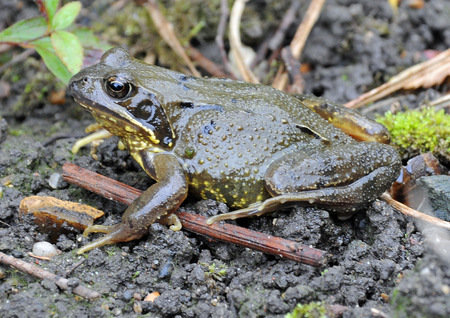 common frog garden 309.jpg