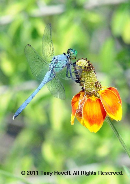 dragonfly blue 6.jpg