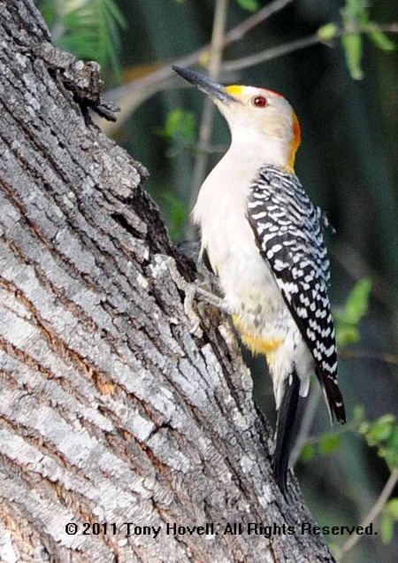 golden fronted woodpecker 32.jpg