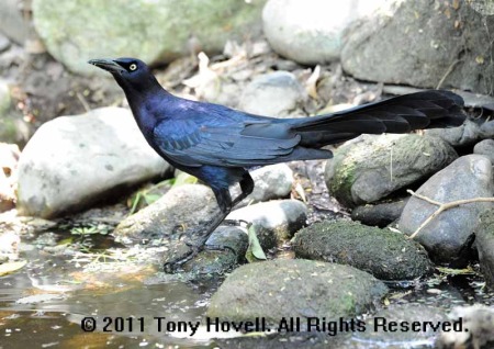 great tailed grackle 1.jpg