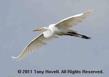 great white egret 15.jpg
