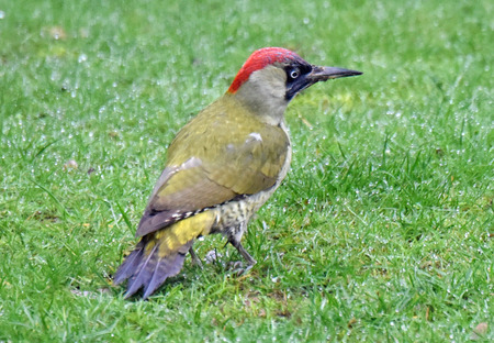 green woodpecker awse 3.jpg