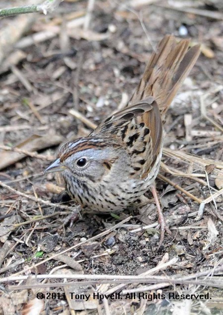 lincolon's sparrow 5 1.jpg