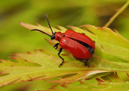 red beetle 4.jpg