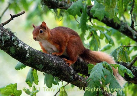red squirrel p.jpg