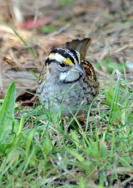 whitethroated sparrow 4.jpg
