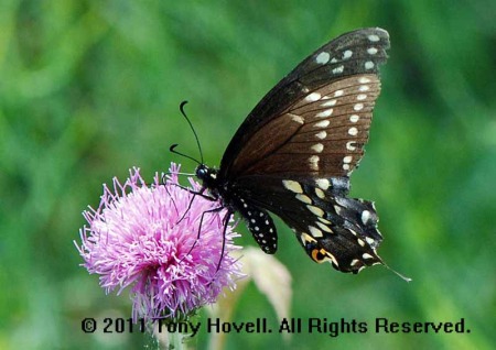 black swallowtail 5.jpg