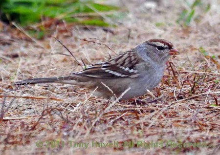 chipping sparrow a8.jpg