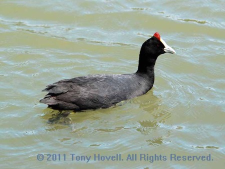 crested coot 6.jpg