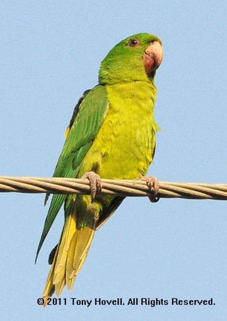 green parakeet 2.jpg