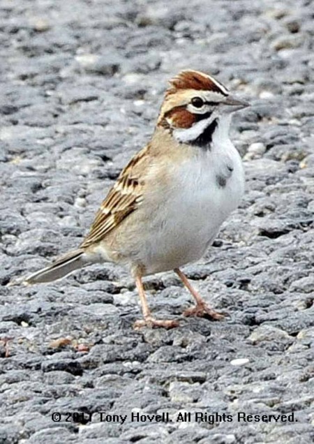 lark sparrow 6.jpg