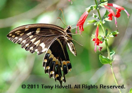 palamedes swallowtail 4.jpg