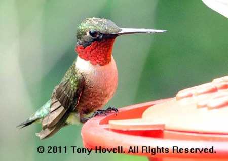 ruby throated hummingbird 106.jpg