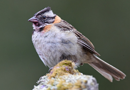 rufous collared sparrow 37.jpg