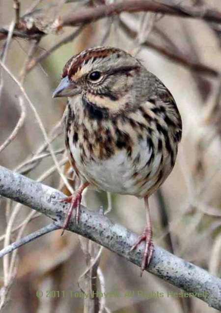 song sparrow g6.jpg