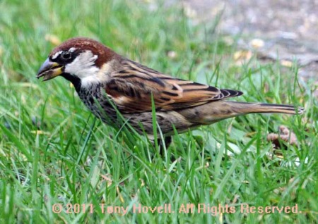 spanish sparrow 26.jpg