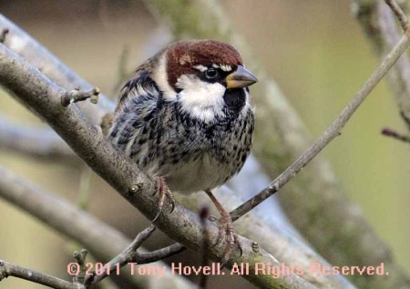 spanish sparrow 5.jpg