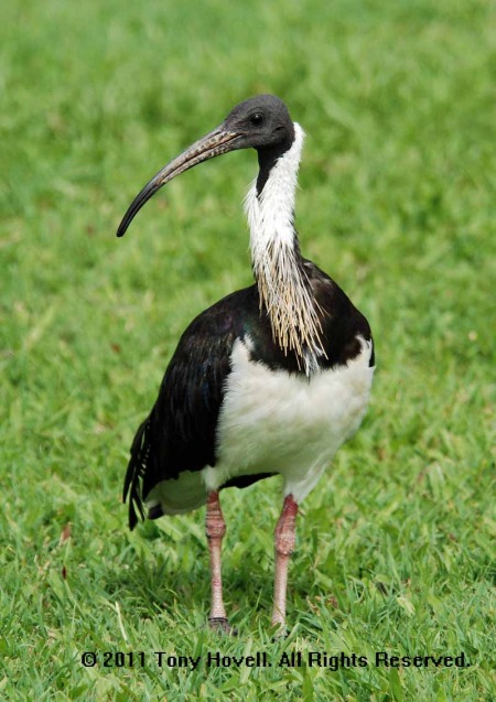 straw necked ibis 4.jpg