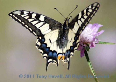 swallowtail 9.jpg