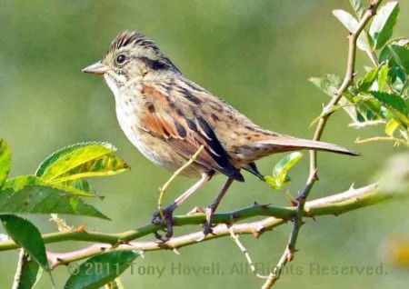 swamp sparrow hv 6.jpg