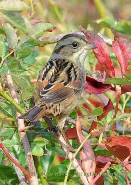 swamp sparrow meadows 3.jpg