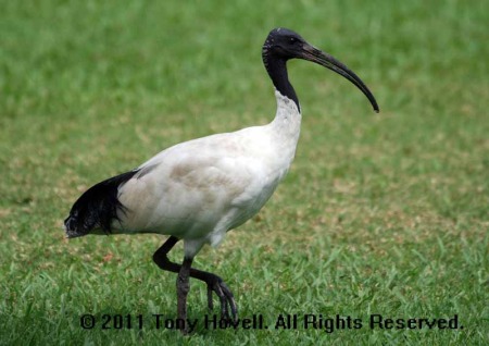 white ibis 1.jpg