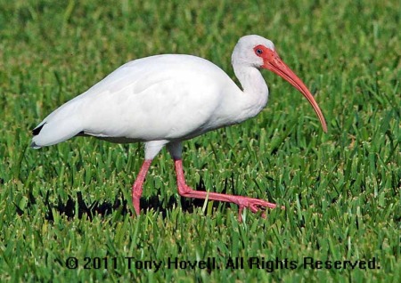 white ibis 6.jpg