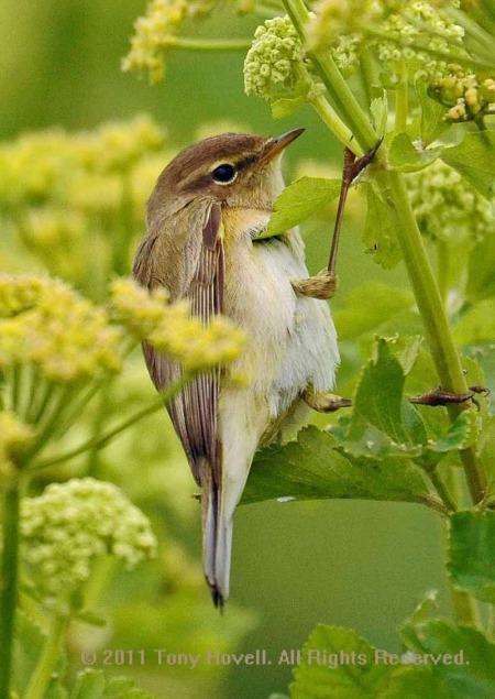 willow warbler  2.jpg